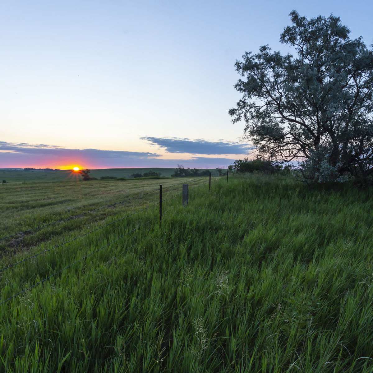 A blue twilight sky surrounds a rising sun peaking over the horizon on a prairie of green grass surrounding a fence line leading to the distant sunrise.