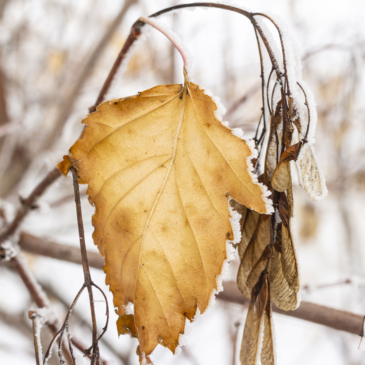 A golden colored leaf fringed in frost hangs from a limb surrounded by fresh snow.