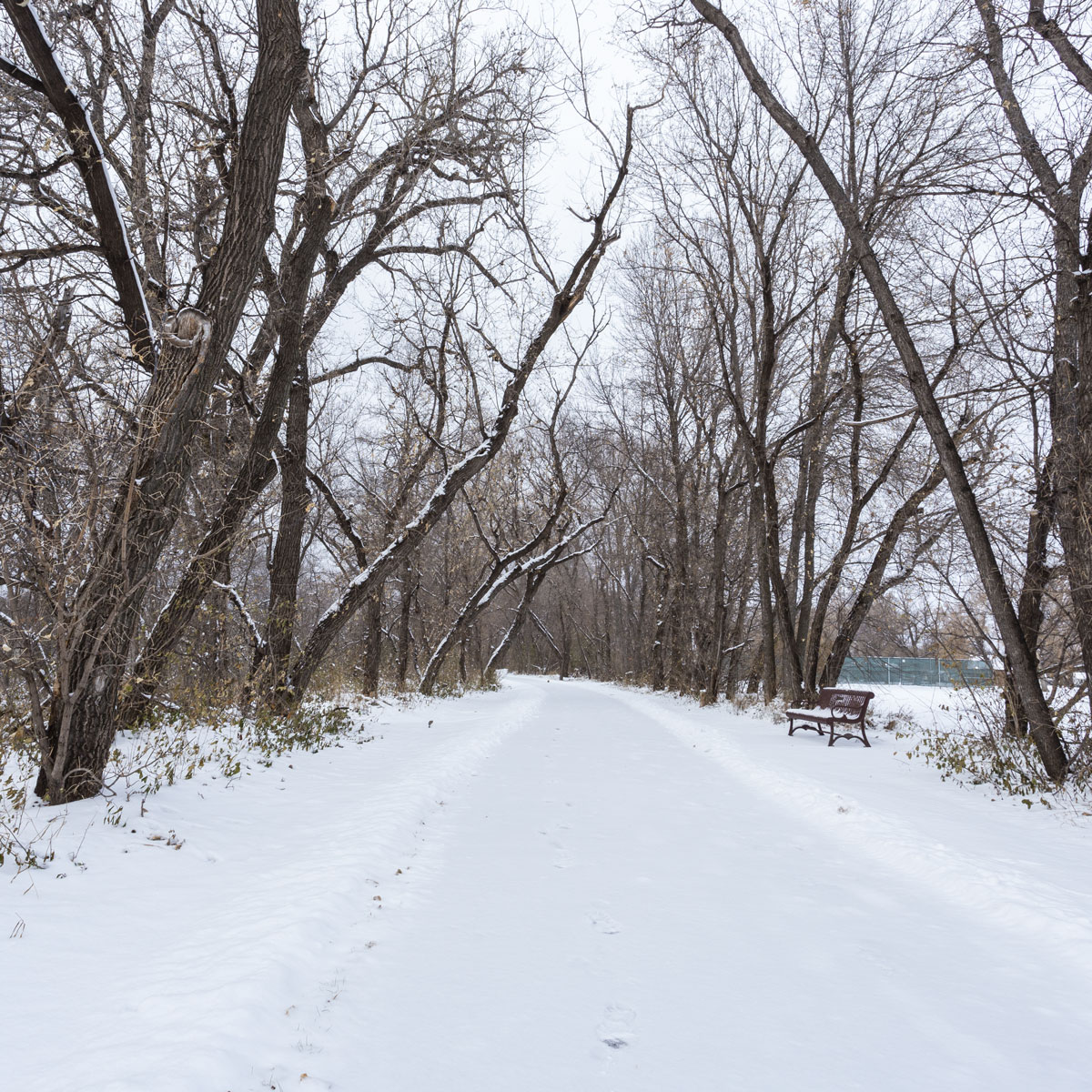 A snow covered hiking trail surrounded by trees in a Bismarck, North Dakota park.