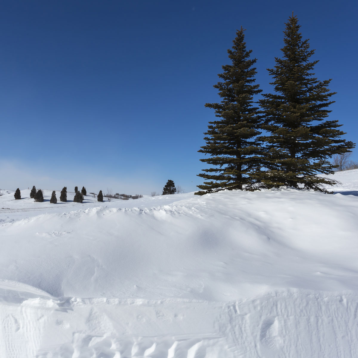 Two green pines stand contrasted against a blue winter sky surrounded by drifts of snow at Sunset Park in Mandan, North Dakota.