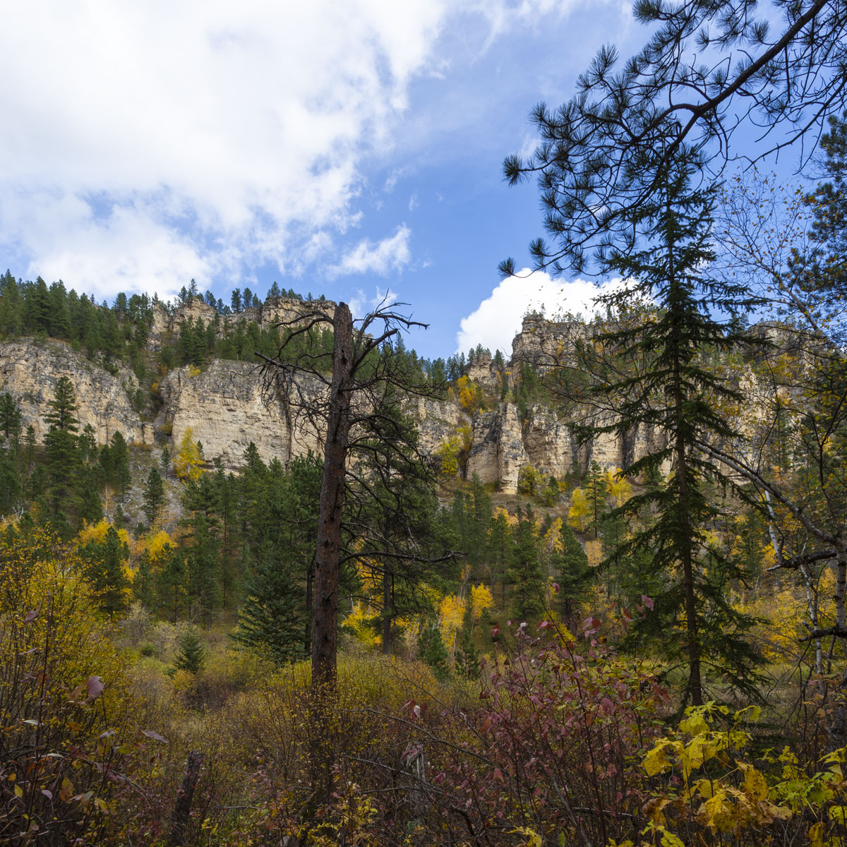 Limestone cliffs of Spearfish Canyon rise above yellow and green trees under a blue cloud filled sky.