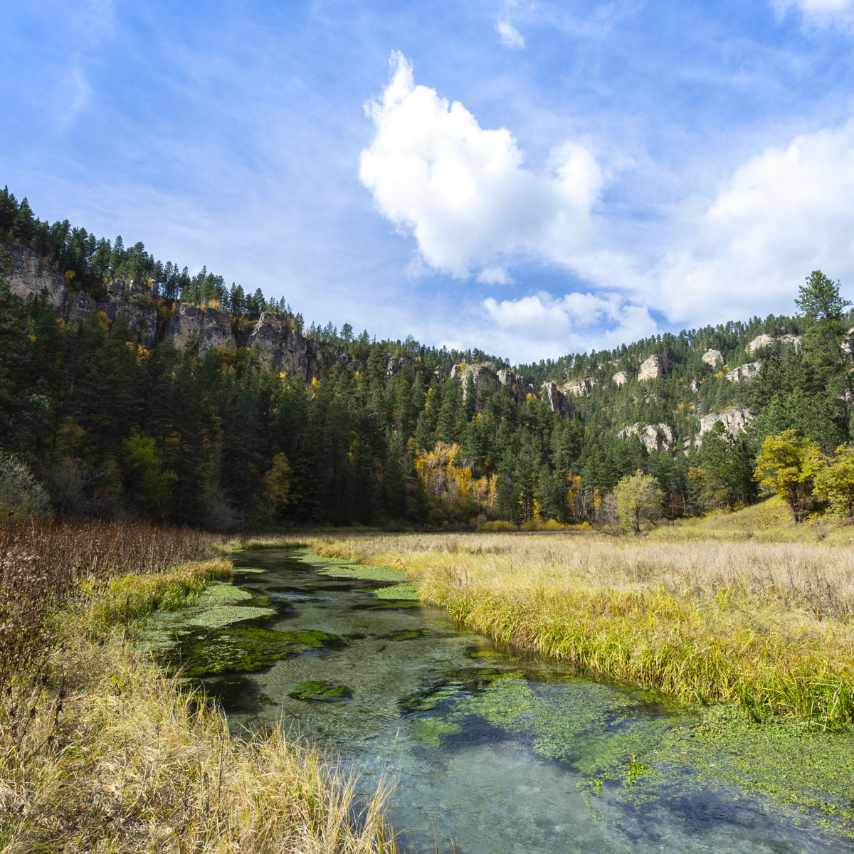 Crystal clear waters of Spearfish Creek meander through a meadow and the walls of Spearfish Canyon rise in the distance adorned in the greens and yellows of woodland under a blue cloud filled Autumn sky.