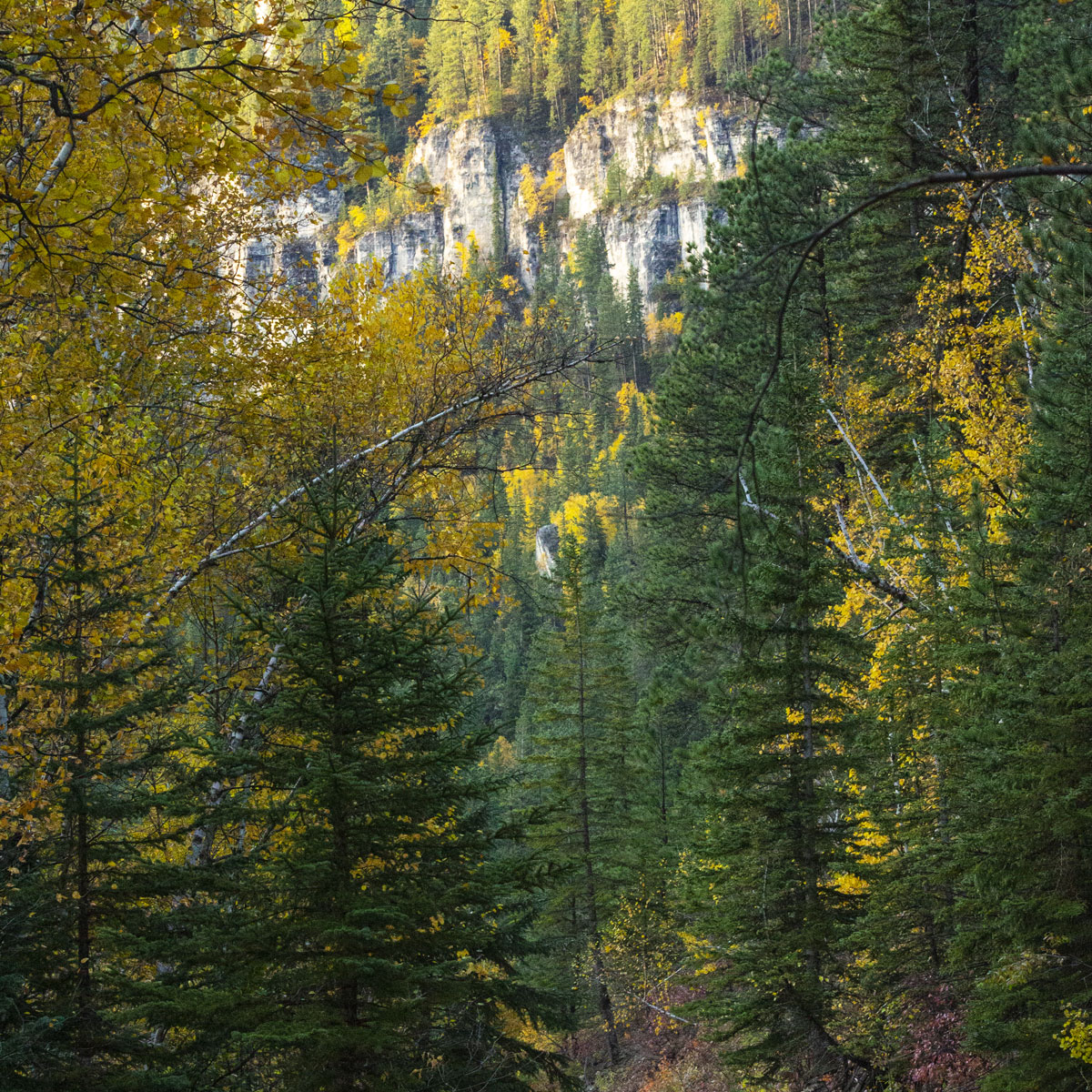 A woodland mix of pine and hardwoods stands in Autumn colors of yellow and green with the sunlit walls of Spearfish Canyon in the distance.