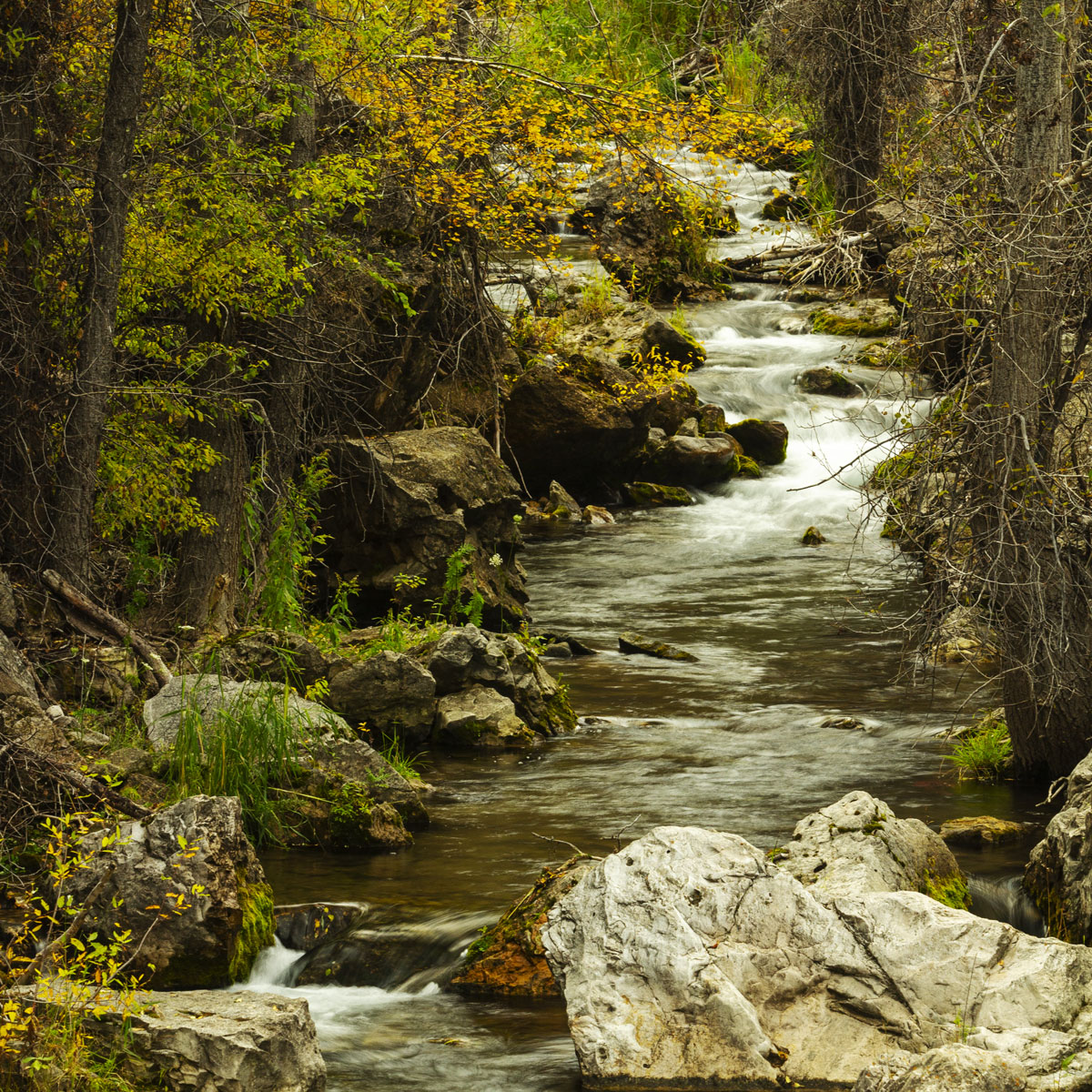A closeup view of Spearfish Creek flowing over large limestone rocks surrounded by hardwoods in beatiful Autumn colors of yellow and green.