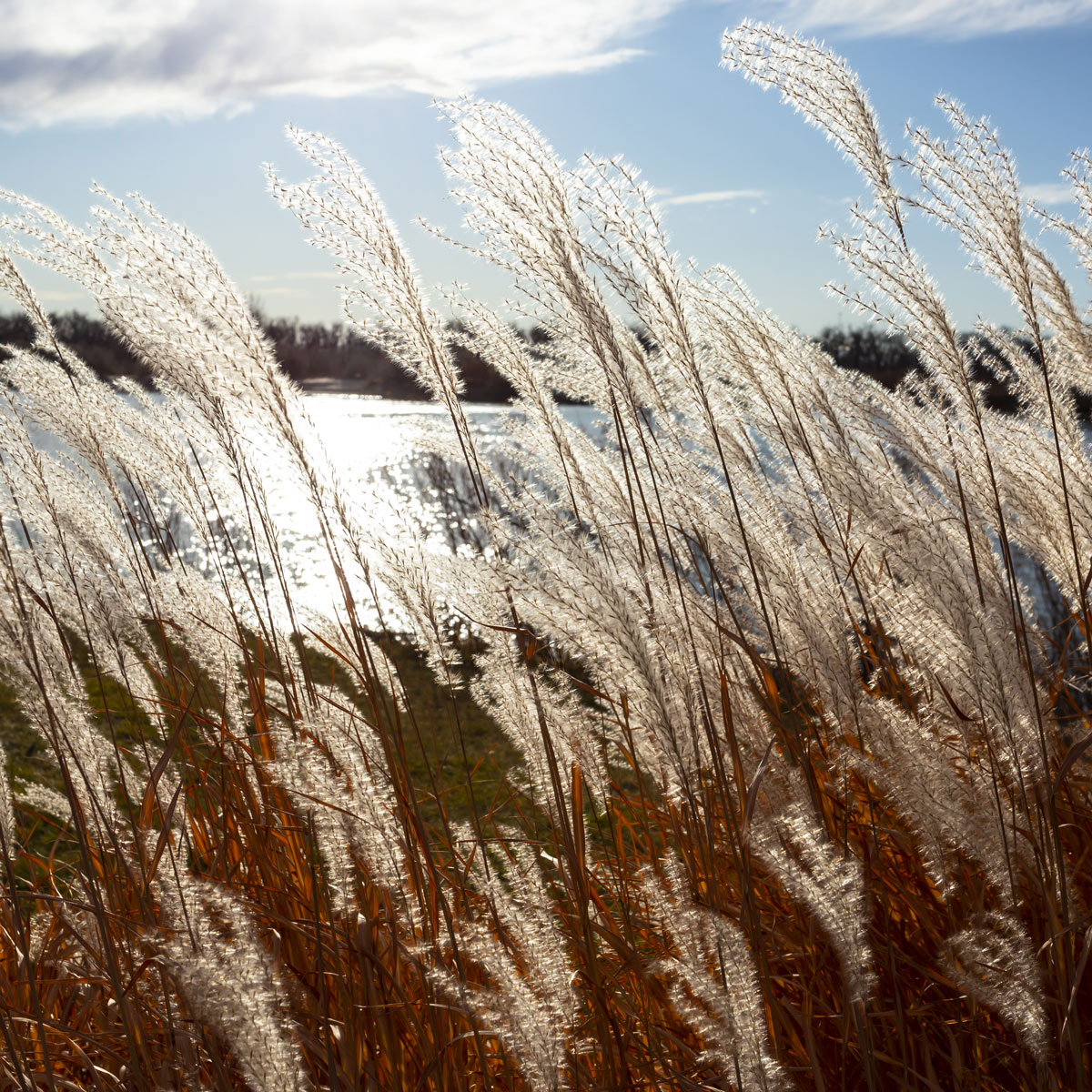 The seed pods of river reeds reflect silver in the afternoon sun while the background river is blurred using shallow depth-of-field.