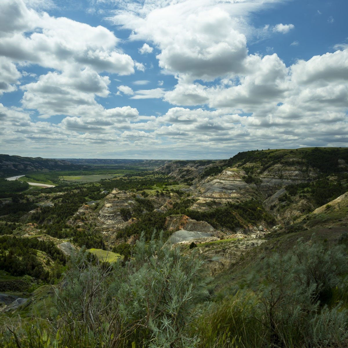 Under puffy white clouds and blue skies the greens and browns of the hills and valleys in the canyon at Theodore Roosevelt National Park show the rugged natural beauty of the Badlands.