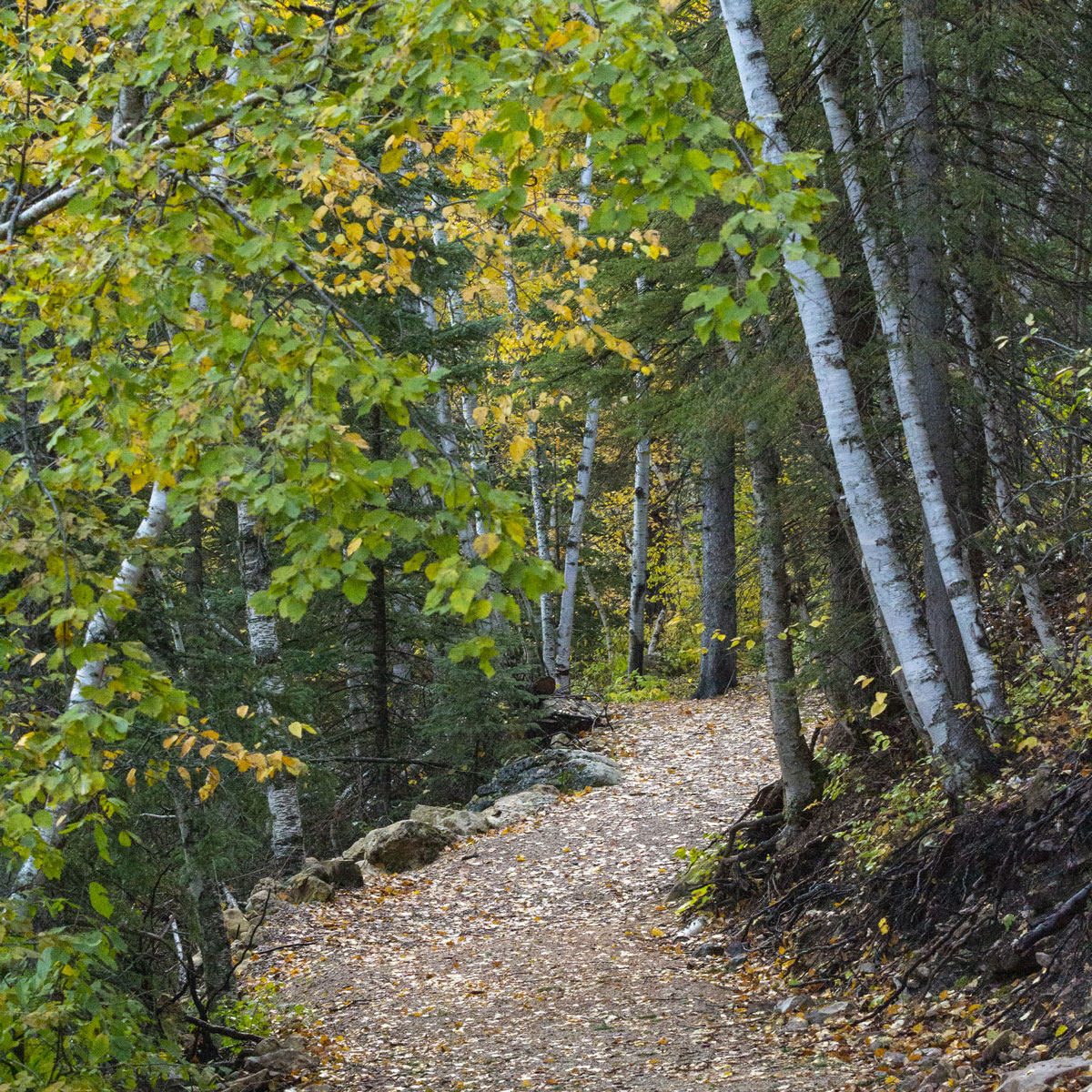 A hiking trail filled with Autumn leaves threads it's way through a stand of hardwoods with silvery bark at Spearfish Canyon, South Dakota.